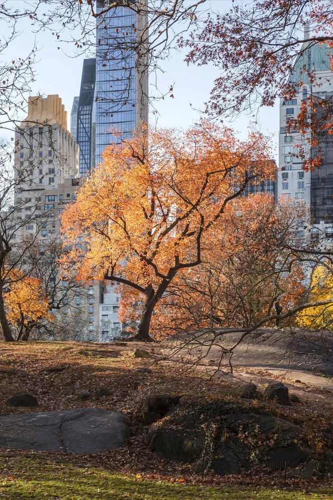 Beautiful autumn scene in Central Park with colorful tree and skyline of New York City buildings.