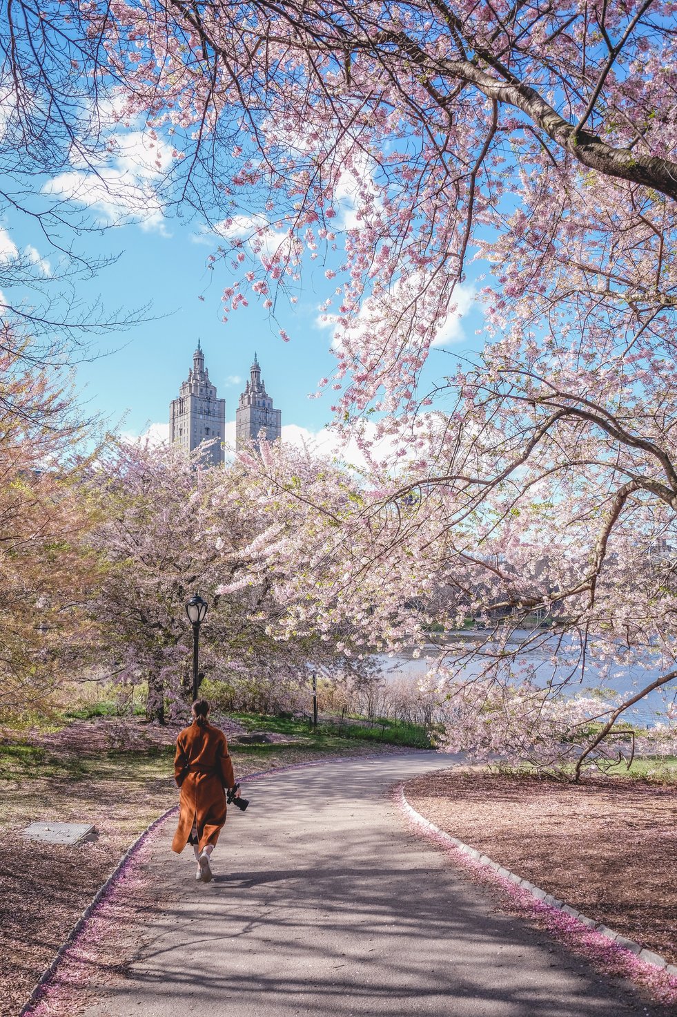 Central Park Cherry Blossoms in spring