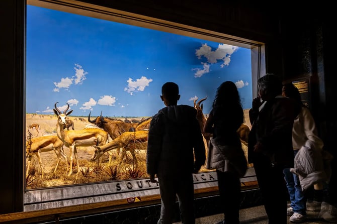 A group of people viewed from behind as they look at a museum diorama of African wildlife featuring springboks and wildebeests.